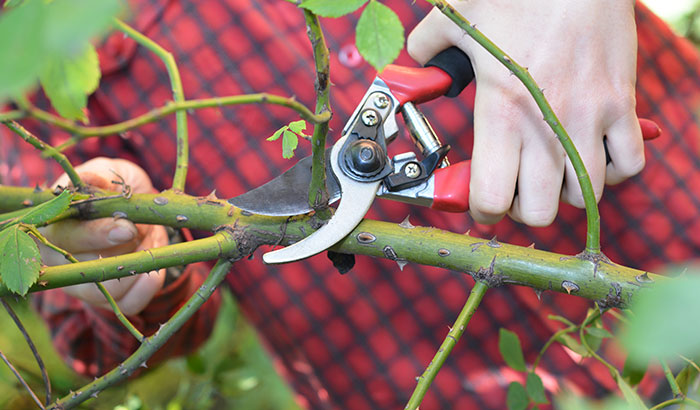 The Importance of Pruning Your Plant