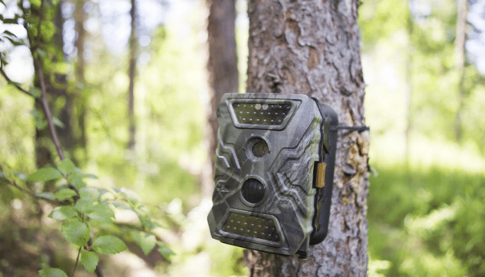 5 Hunting Trail Camera Tips and Tricks