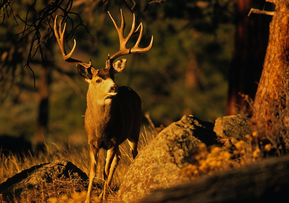 6 Tips For Bagging The Elusive Trophy Mule Deer