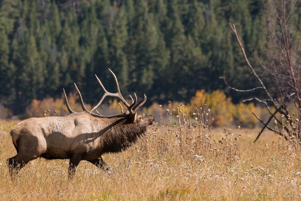 Best Elk Habitat