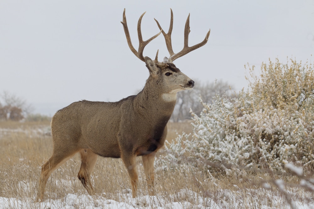 Cold Weather Hunting Tips