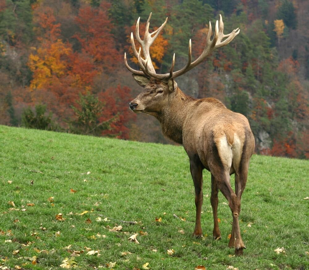 Getting the Most from Your Guided Trophy Hunt