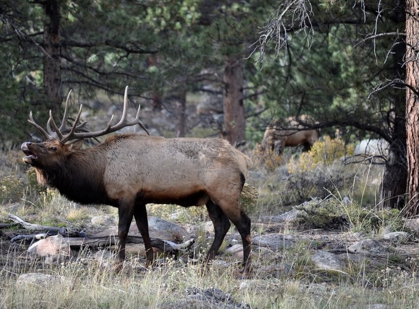 The Benefit of Hunting Trips on Private Ranches