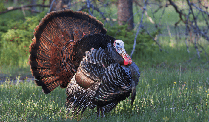 Tips and Tricks for Turkey Hunting This Spring