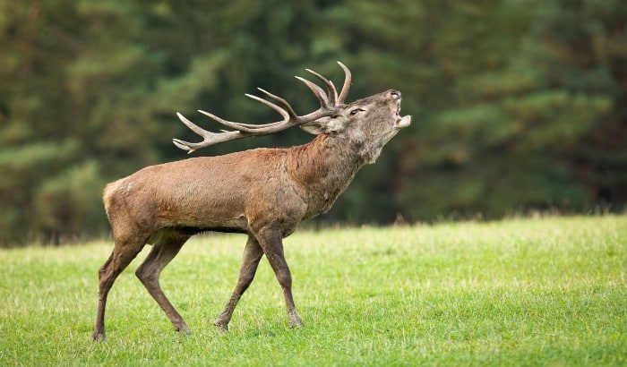 Antler Terminology 101